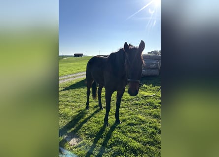 Trotteur allemand, Jument, 7 Ans, 165 cm, Bai brun