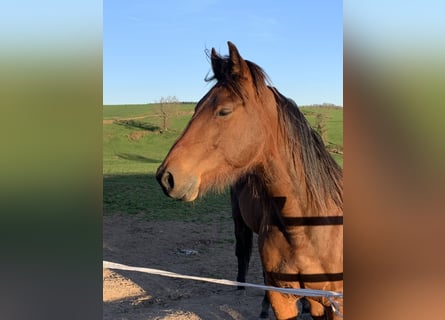 Trotteur français, Hongre, 6 Ans, 150 cm, Bai