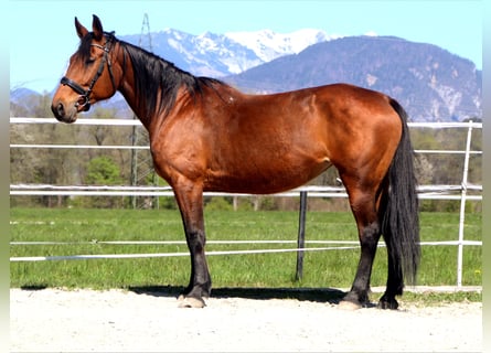 Trotteur français, Jument, 14 Ans, 153 cm, Bai