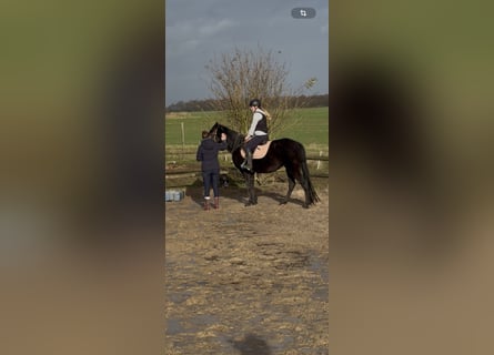Trotteur français, Jument, 4 Ans, 160 cm, Noir