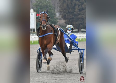 Trotteur italien, Étalon, 5 Ans, Bai