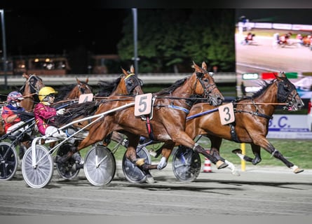 Trotteur italien, Jument, 6 Ans, 160 cm, Bai cerise