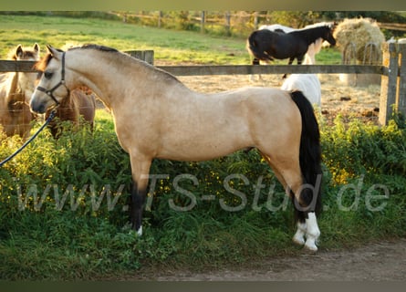 Welsh-B, Hengst, 8 Jahre, 135 cm, Falbe