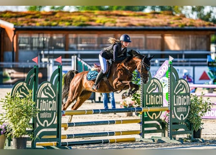 Tschechisches Sportpony, Stute, 11 Jahre, 144 cm, Dunkelfuchs