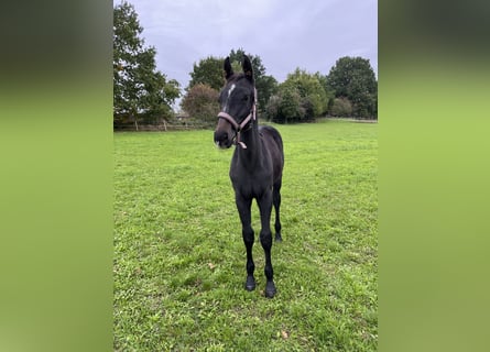 Tschechisches Warmblut, Hengst, Fohlen (05/2025), Kann Schimmel werden