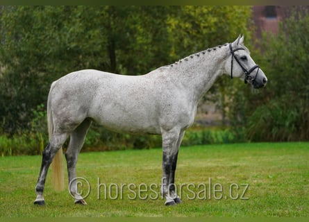 Tschechisches Warmblut, Stute, 11 Jahre, 163 cm, Schimmel