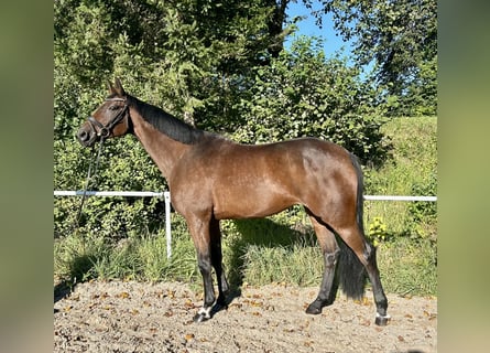 Tschechisches Warmblut, Stute, 11 Jahre, 168 cm, Brauner