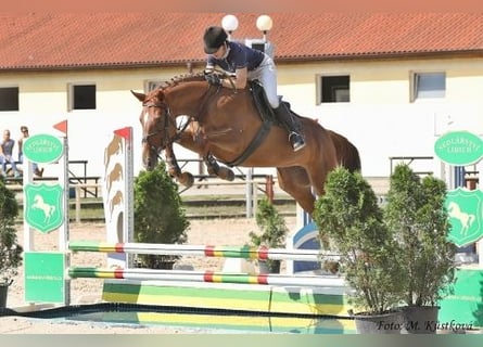 Tschechisches Warmblut, Stute, 11 Jahre, 170 cm, Dunkelfuchs