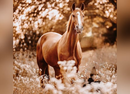 Tschechisches Warmblut Mix, Stute, 18 Jahre, 161 cm, Fuchs