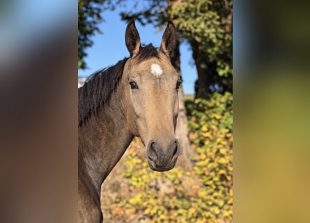 Tschechisches Warmblut, Stute, 4 Jahre, 170 cm, Buckskin