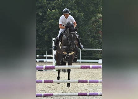 Tschechisches Warmblut, Stute, 5 Jahre, 166 cm, Brauner