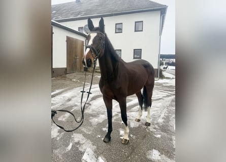 Tschechisches Warmblut, Stute, 5 Jahre, 170 cm, Dunkelbrauner