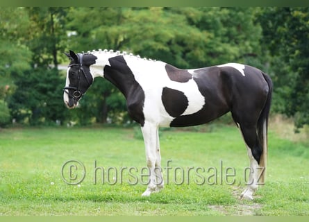 Tschechisches Warmblut, Stute, 5 Jahre, 171 cm, Schecke