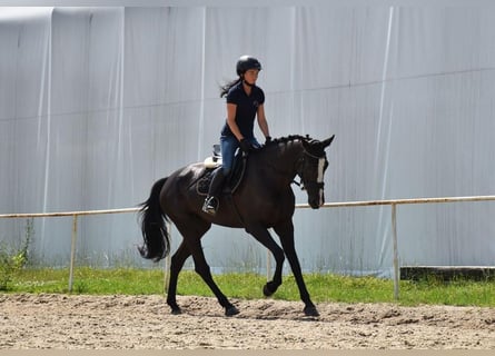Tschechisches Warmblut, Stute, 6 Jahre, 169 cm, Rappe