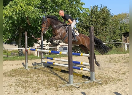 Tschechisches Warmblut, Stute, 7 Jahre, 163 cm, Brauner