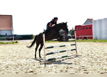 Tschechisches Warmblut, Stute, 7 Jahre, 167 cm, Rappe