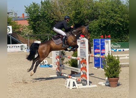 Tschechisches Warmblut, Stute, 8 Jahre, 163 cm, Brauner