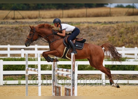Tschechisches Warmblut, Stute, 8 Jahre, 171 cm, Fuchs