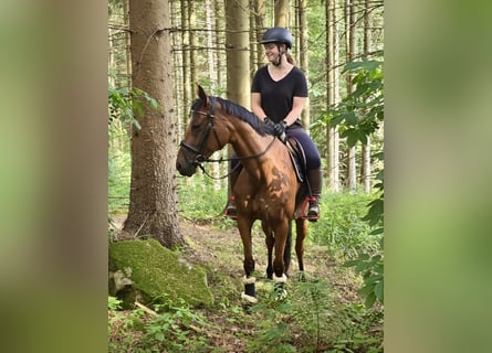 Tschechisches Warmblut, Stute, 9 Jahre, 158 cm, Brauner