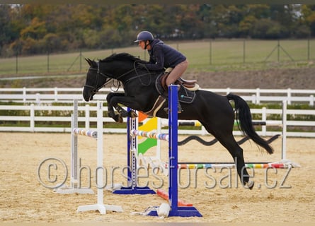 Tschechisches Warmblut, Stute, 9 Jahre, 166 cm, Rappe