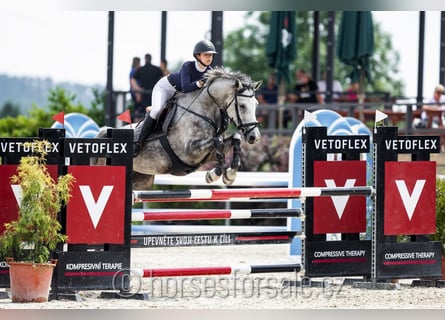 Tschechisches Warmblut, Stute, 9 Jahre, 175 cm, Schimmel