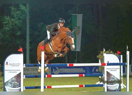 Tschechisches Warmblut, Wallach, 10 Jahre, 167 cm, Fuchs