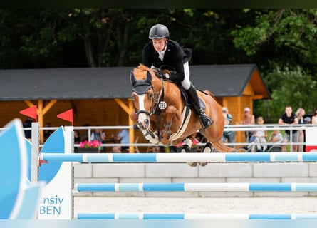 Tschechisches Warmblut, Wallach, 10 Jahre, 167 cm, Fuchs
