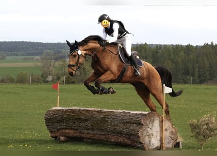 Tschechisches Warmblut, Wallach, 11 Jahre, 170 cm, Buckskin