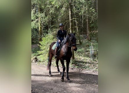 Tschechisches Warmblut, Wallach, 16 Jahre, 166 cm, Dunkelbrauner