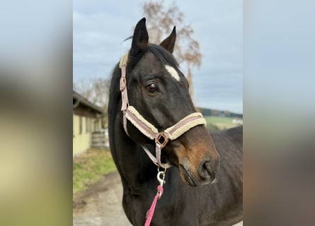Tschechisches Warmblut, Wallach, 16 Jahre, 178 cm, Dunkelbrauner