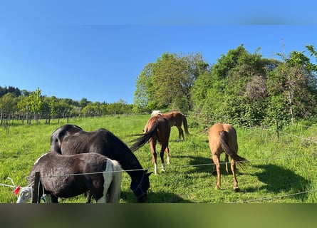 Tschechisches Warmblut Mix, Wallach, 17 Jahre