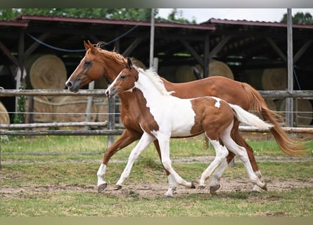Tschechisches Warmblut, Wallach, 1 Jahr, Schecke
