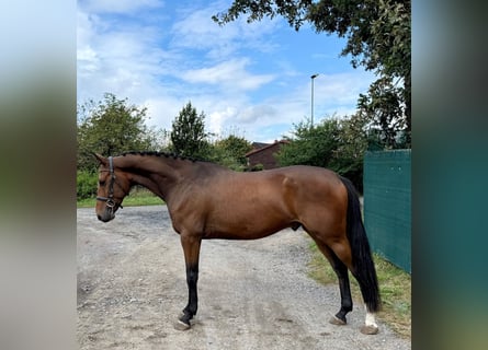 Tschechisches Warmblut, Wallach, 4 Jahre, 164 cm, Rotbrauner