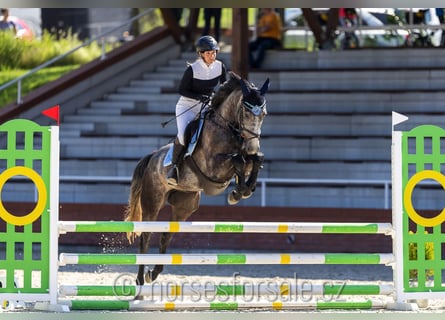 Tschechisches Warmblut, Wallach, 4 Jahre, 166 cm, Schimmel