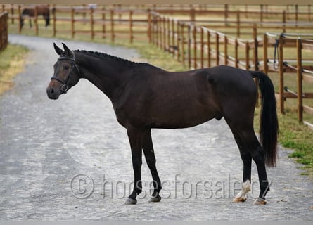 Tschechisches Warmblut, Wallach, 4 Jahre, 170 cm, Dunkelbrauner