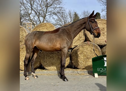 Tschechisches Warmblut, Wallach, 4 Jahre, 172 cm, Rotbrauner