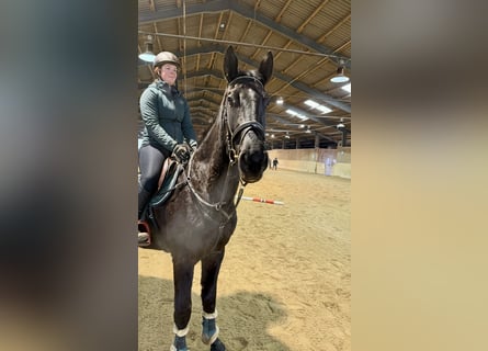 Tschechisches Warmblut, Wallach, 4 Jahre, 178 cm, Rappe