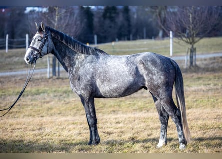 Tschechisches Warmblut, Wallach, 5 Jahre, 164 cm, Apfelschimmel