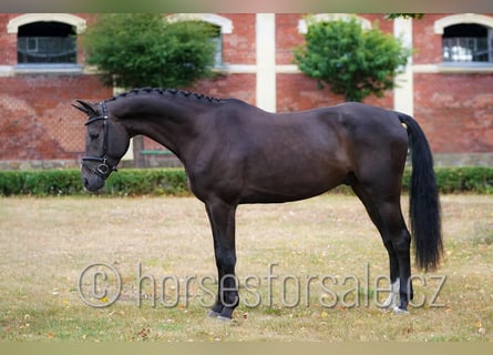 Tschechisches Warmblut, Wallach, 5 Jahre, 169 cm, Schwarzbrauner