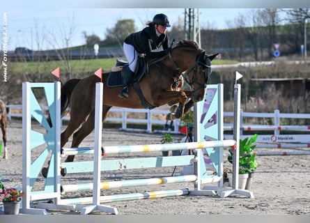 Tschechisches Warmblut, Wallach, 5 Jahre, 170 cm, Dunkelfuchs