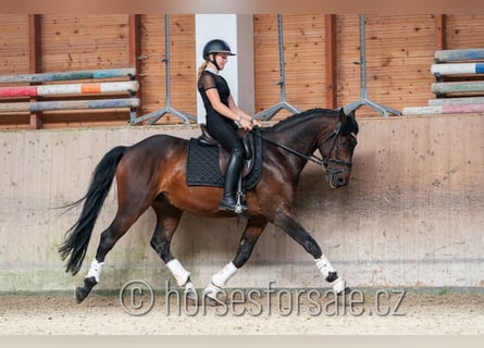 Tschechisches Warmblut, Wallach, 6 Jahre, 166 cm, Brauner