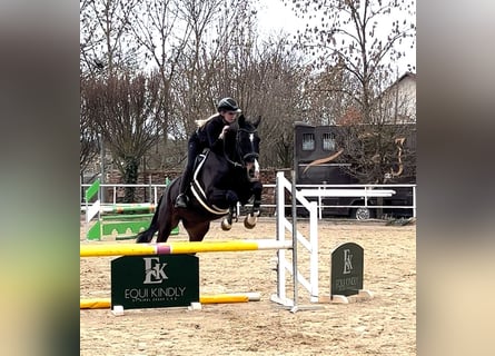 Tschechisches Warmblut, Wallach, 6 Jahre, 169 cm, Dunkelbrauner