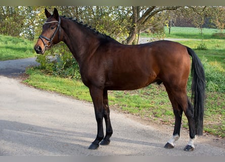 Tschechisches Warmblut, Wallach, 7 Jahre, 164 cm, Rotbrauner