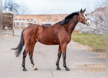 Tschechisches Warmblut, Wallach, 7 Jahre, 164 cm, Rotbrauner