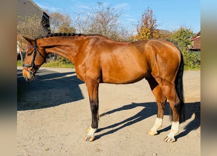 Tschechisches Warmblut, Wallach, 7 Jahre, 170 cm, Rotbrauner