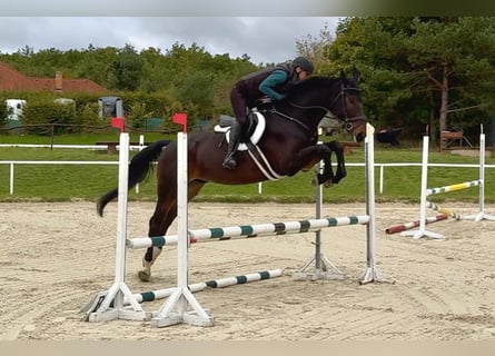 Tschechisches Warmblut, Wallach, 8 Jahre, 170 cm, Dunkelbrauner