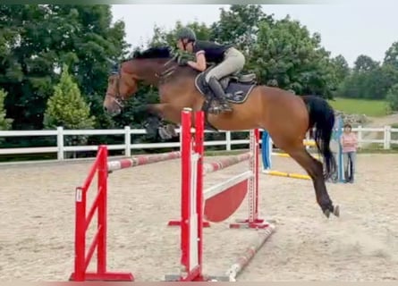 Tschechisches Warmblut, Wallach, 8 Jahre, 172 cm, Brauner