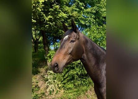 Tschechisches Warmblut, Wallach, 8 Jahre, 174 cm, Dunkelbrauner