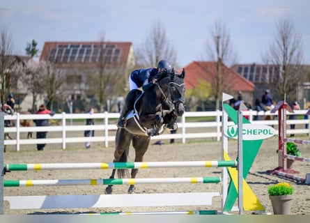 Tschechisches Warmblut, Wallach, 9 Jahre, 164 cm, Dunkelbrauner