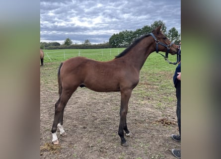 Tsjechisch warmbloed, Hengst, Veulen (05/2025), Roodbruin